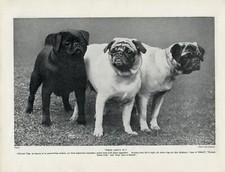 Pug old original for sale  COLEFORD