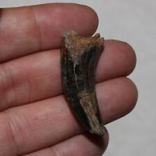 Dente Nanotyrannus - Enorme - Muito Grande - Formação Hell Creek Cretáceo comprar usado  Enviando para Brazil