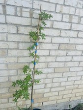 Beautiful ukigumo white for sale  Dallas