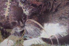 Original coloured pencil for sale  WIRRAL