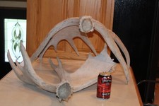 Moose shed antlers for sale  Brandon