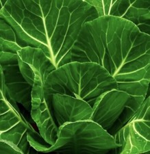 2.000+ Sementes de couve Champion | Não transgênicas | Sementes vegetais EUA, usado comprar usado  Enviando para Brazil
