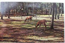 Usado, Cartão postal antigo vintage comendo veado animal vista cartão postal lembrança padrão comprar usado  Enviando para Brazil