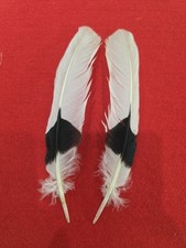 Z26 white thighed for sale  Hill City