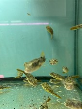 Fahaka puffer inches for sale  Brooklyn