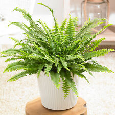 Nephrolepis boston fern for sale  UK