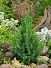 Conica dwarf conifer for sale  NELSON