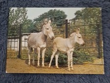 Tier postkarte 1985 gebraucht kaufen  Hamburg