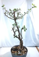 Bursera schlechtendalii large for sale  Cleveland