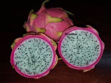 PITAYA    hylocereus - carne blanca - excelente sabor - pitahaya  50 semillas  , usado comprar usado  Enviando para Brazil