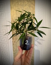 Ficus neriifolia pflanze gebraucht kaufen  Kassel