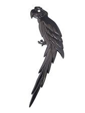 parrot for sale parrot for sale UK