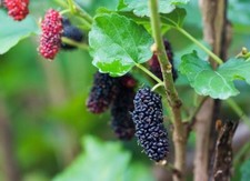 mulberry tree for sale mulberry tree for sale USA