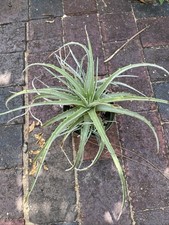 landscaping succulents for sale landscaping succulents for sale Kissimmee