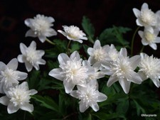 Anemone nemorosa vestal for sale  NORWICH