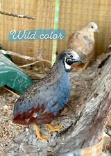Button quail hatching for sale  West Palm Beach