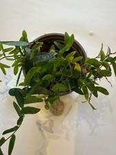 ficus for sale ficus for sale IPSWICH