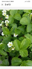 Strawberry royal sovereign for sale  NEWRY