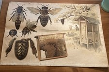 1900 schulkarte bienen gebraucht kaufen  Kreuztal