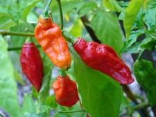 Semi peperoncino bhut usato  Trappeto