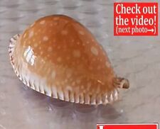 Big cypraea guttata d'occasion  Expédié en Belgium