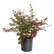 2.5 ruby loropetalum for sale  San Jose