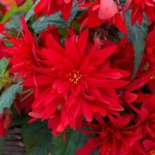 Begonia funky scarlet for sale  STOCKPORT