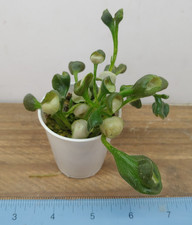 plants unusual for sale plants unusual for sale Lexington