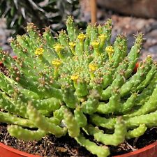 Euphorbia flanaganii medusa for sale  Fresno