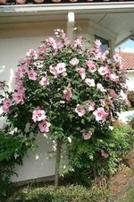 Two live pink for sale  Littleton
