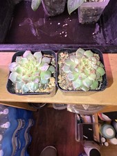 Echeveria succulent live for sale  Jeffersonville