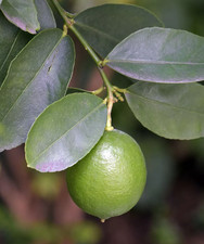 Persian lime tree for sale  Wadsworth