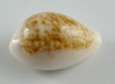 Cypraea angelicae seashell for sale  Palo Alto