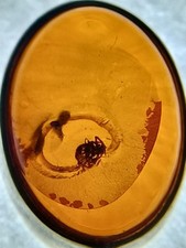 Natural amber insect for sale  SALTBURN-BY-THE-SEA