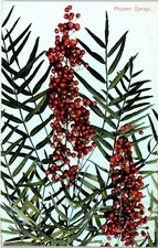 Cartão postal de planta spray de pimenta com bagas da década de 1910 comprar usado  Enviando para Brazil