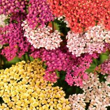 Schafgarbe mix steingarten gebraucht kaufen  Aulendorf