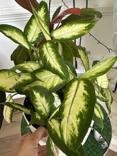 Dumb cane dieffenbachia for sale  Lillington