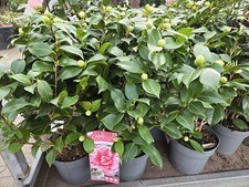 Kamelie camellia japonica gebraucht kaufen  Appen