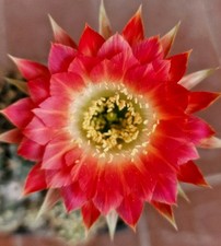Echinopsis new lobivia usato  Zeccone