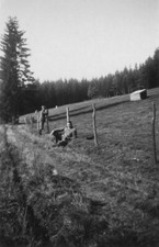 Orig. soldati wehrmacht usato  Spedire a Italy