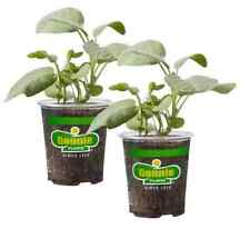 Bonnie plants garden for sale  New York