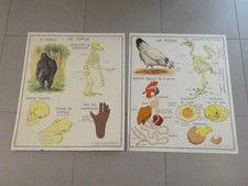 Lot affiches scolaires d'occasion  Strasbourg-