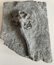 Barycrinus stellatus crinoide gebraucht kaufen  Hamburg