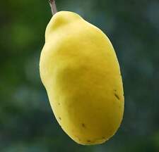 Pseudocydonia sinensis cotogno usato  Napoli
