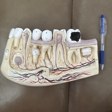 Vintage anatomical model for sale  Palm Beach Gardens
