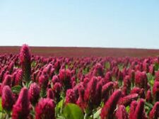 Crimson clover seed for sale  Sikeston