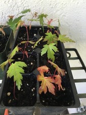 Tall japanese maple for sale  Auburn