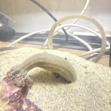 Marine fish live for sale  HEREFORD