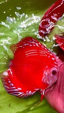 baby discus fish for sale baby discus fish for sale Carrollton