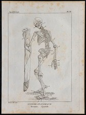 1825 squelette humain d'occasion  France